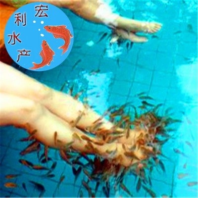 厂家直供3-5温泉亲亲鱼苗出售 鱼类 足疗鱼苗 酒店温泉鱼批发两件起批图2