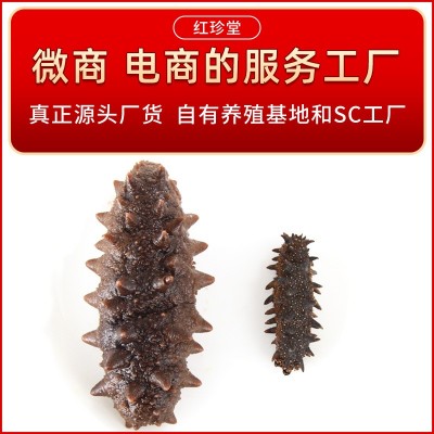 大连特产干制辽刺参大连淡干海参干货50g水产干货批发大连海参两件起批图3