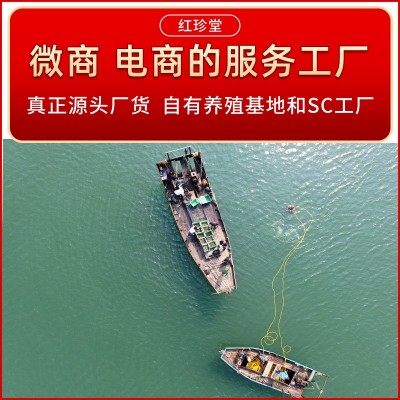 淡干海参批发非海参礼盒水产干货特产海参干货两件起批图3