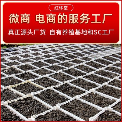 淡干海参批发非海参礼盒水产干货特产海参干货两件起批图4