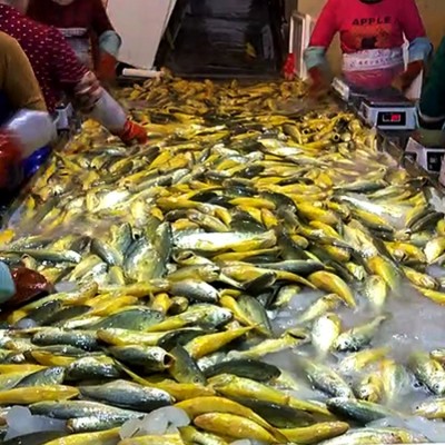 （包邮）新鲜大黄鱼冰鲜 宁德特产大黄花鱼黄瓜鱼冷冻400-500g两件起批图3
