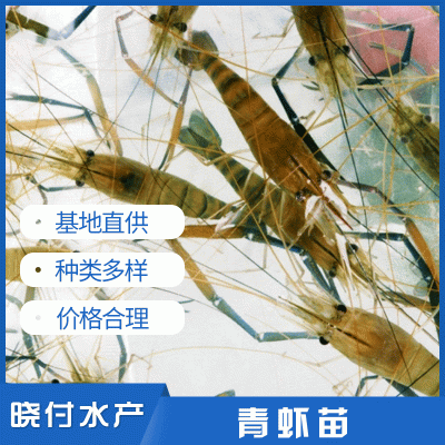 虞晓付虾苗活体小对虾苗 淡水养殖龙虾苗对虾苗 青虾苗基围虾苗 1000头起批图3