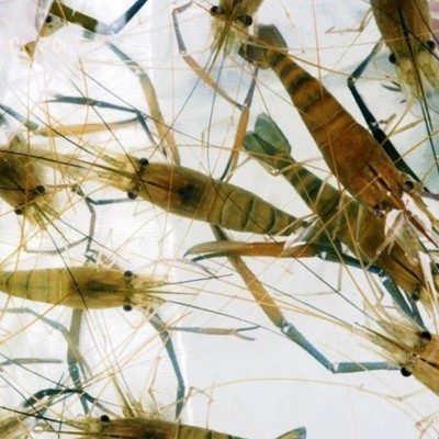 虞晓付虾苗活体小对虾苗 淡水养殖龙虾苗对虾苗 青虾苗基围虾苗 1000头起批图5