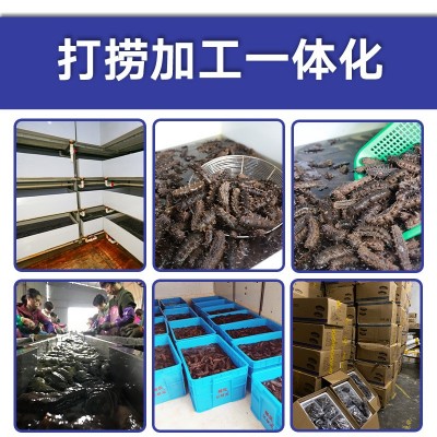一手货源大连辽刺身高压即食海参板冻系列15头批发酒店佛跳墙从德 2包起批图3