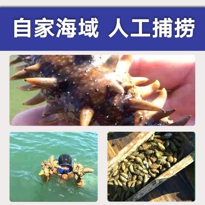 源头厂家 大连辽刺参 非干货 佛跳墙 酒店 批发 即食海参从德 2件起批图2