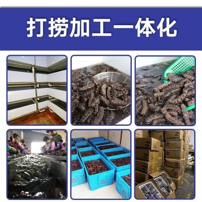源头厂家 大连辽刺参 非干货 佛跳墙 酒店 批发 即食海参从德 2件起批图4