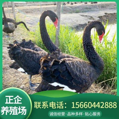 济宁黑天鹅活体 活体观赏黑天鹅 景区观赏黑天鹅两件起批图2