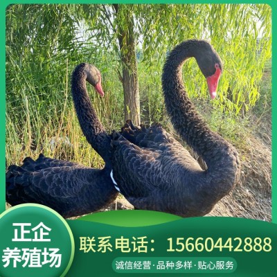 济宁黑天鹅活体 活体观赏黑天鹅 景区观赏黑天鹅两件起批图3