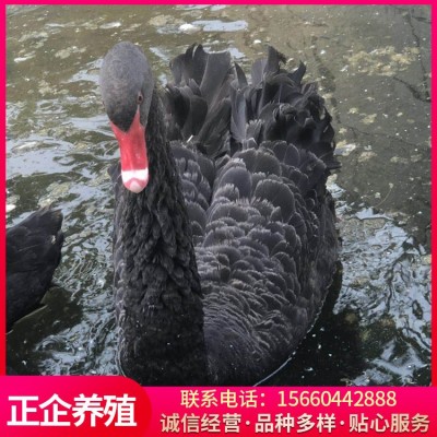 活体成年黑天鹅 景区观赏黑天鹅 黑天鹅幼崽两件起批图3