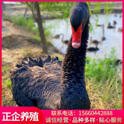 活体成年黑天鹅 景区观赏黑天鹅 黑天鹅幼崽两件起批图2