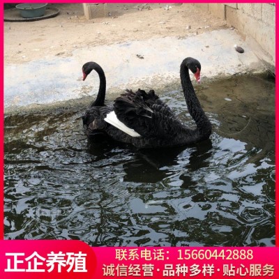 活体成年黑天鹅 景区观赏黑天鹅 黑天鹅幼崽两件起批图4