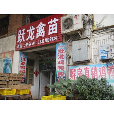 批发竹丝鸡苗 白毛乌鸡苗供应 咨询电话13317809934两件起批图3
