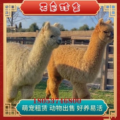 宠物小羊驼活体羊驼养殖基地出售白色羊驼羊驼出租两件起批图4