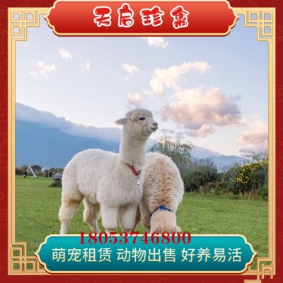 宠物小羊驼活体羊驼养殖基地出售白色羊驼羊驼出租两件起批图2