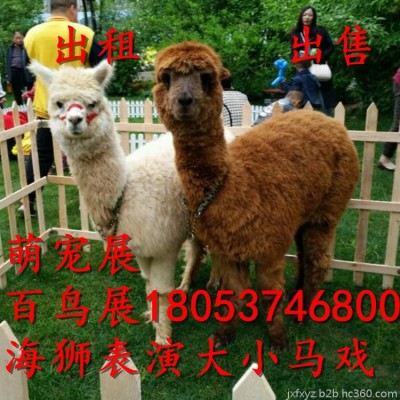 福建珍禽养殖厂家常年出售观赏黑天鹅 孔雀羊驼 矮马观赏鸡两件起批图2