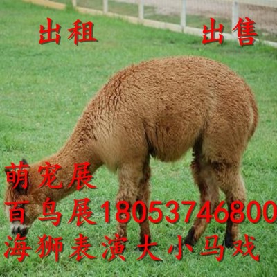 福建珍禽养殖厂家常年出售观赏黑天鹅 孔雀羊驼 矮马观赏鸡两件起批图3