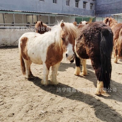 可爱萌萌的小矮马是什么品种 儿童骑乘矮脚马活体 迷你马袖珍马两件起批图4