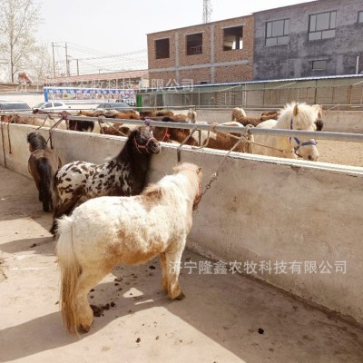 可爱萌萌的小矮马是什么品种 儿童骑乘矮脚马活体 迷你马袖珍马两件起批图3