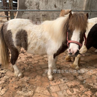 迷你儿童马景区骑乘马 宠物马设特兰矮马价格 拉车马 拍照矮脚马两件起批图2