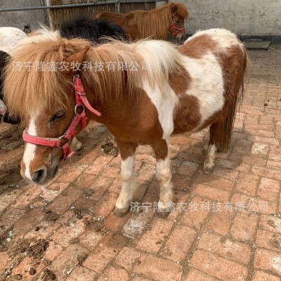 迷你儿童马景区骑乘马 宠物马设特兰矮马价格 拉车马 拍照矮脚马两件起批图3
