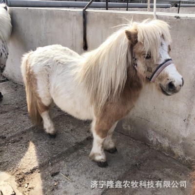 小矮马多少钱一匹 德保矮马 设特兰矮马 设德兰矮马活体 矮马养殖两件起批图4