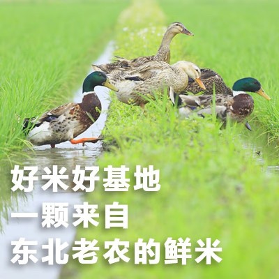 东北老农 稻香2号珍珠米 软糯香米 大米5斤5kg 20斤50斤米批发2斤起批图2