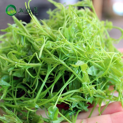 湘信翼莓茶张家界莓茶散装2023年新茶张家界莓茶藤茶芽尖 2件起批图2