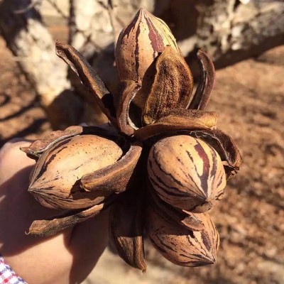 美国碧根果散装奶油味碧根果核桃仁烘焙整箱10斤直批原料长寿果 2箱图2