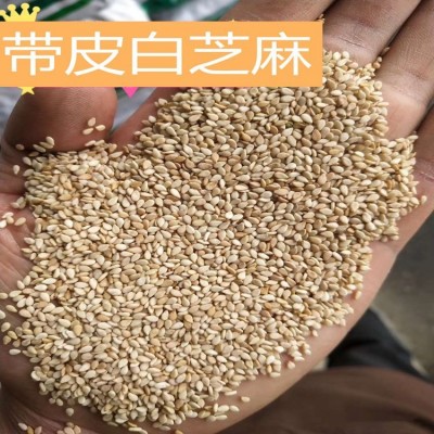 现货供应带皮白芝麻 散装黑芝麻 水洗脱皮黑白芝麻粒 颗粒饱满 500克/包  2包起售图2