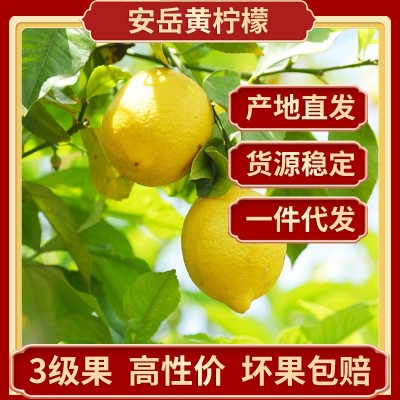 四川安岳柠檬鲜果批发 当季新鲜水果产地直发尤力克3级黄柠檬代发 5斤图2