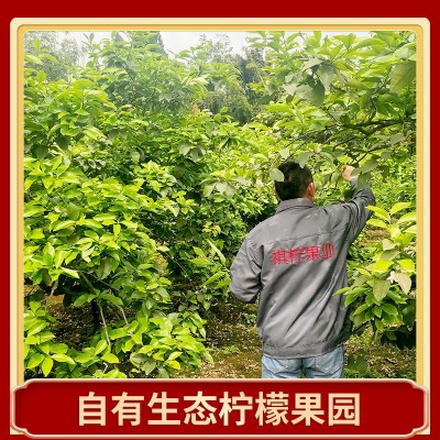 四川安岳柠檬鲜果批发当季12级新鲜水果产地直发尤力克黄柠檬代发 5斤图3