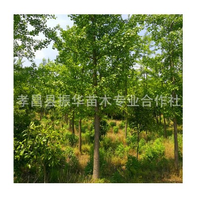 批发80--1.5米高 银杏树银杏小苗庭院工程绿化公路行道树规格齐全图5