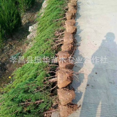 广西毛桃苗毛桃种苗桃树苗毛桃芽苗桃树小苗桃树幼苗实生苗优惠  500棵/件   2件图3