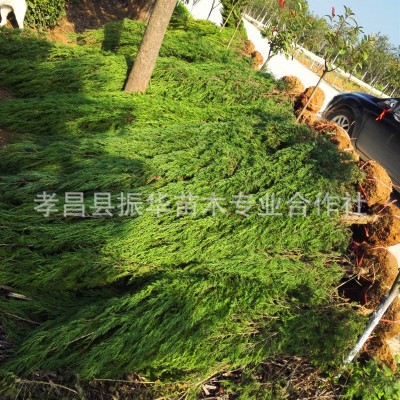 广西毛桃苗毛桃种苗桃树苗毛桃芽苗桃树小苗桃树幼苗实生苗优惠  500棵/件   2件图4