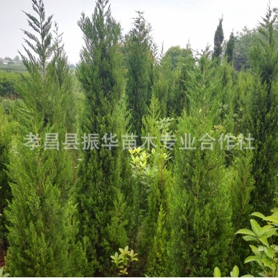 广西毛桃苗毛桃种苗桃树苗毛桃芽苗桃树小苗桃树幼苗实生苗优惠  500棵/件   2件图2