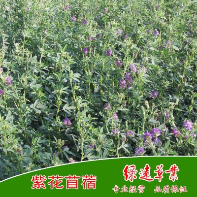 维多利亚 紫花苜蓿种子--黄淮地区种植 苜蓿草种 牧草种子 2公斤图4