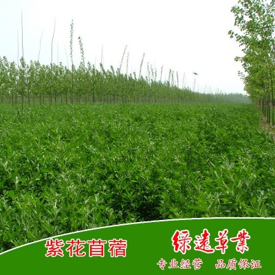 维多利亚 紫花苜蓿种子--黄淮地区种植 苜蓿草种 牧草种子 2公斤图3
