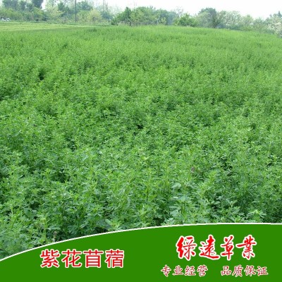 维多利亚 紫花苜蓿种子--黄淮地区种植 苜蓿草种 牧草种子 2公斤图2