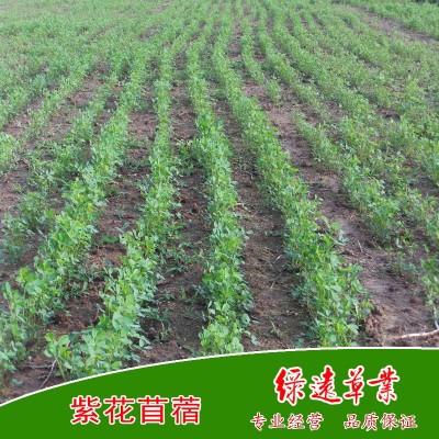 维多利亚 紫花苜蓿种子--黄淮地区种植 苜蓿草种 牧草种子 2公斤图5