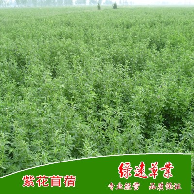 供：阿尔冈金紫花苜蓿种子，耐寒 耐旱 耐盐碱 苜蓿草种 牧草种子 2公斤图2