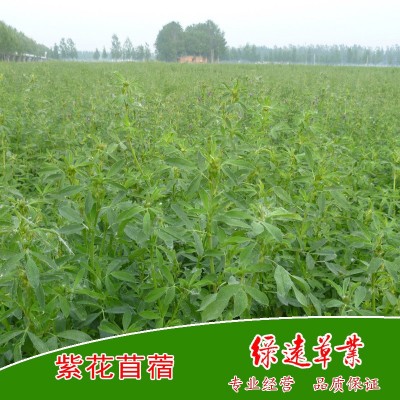 供：阿尔冈金紫花苜蓿种子，耐寒 耐旱 耐盐碱 苜蓿草种 牧草种子 2公斤图3