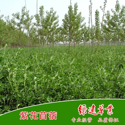 供：阿尔冈金紫花苜蓿种子，耐寒 耐旱 耐盐碱 苜蓿草种 牧草种子 2公斤图5