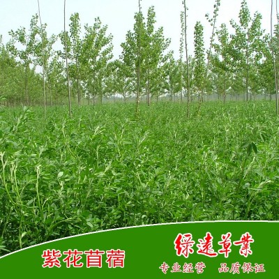 供：阿尔冈金紫花苜蓿种子，耐寒 耐旱 耐盐碱 苜蓿草种 牧草种子 2公斤图4