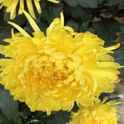 金丝皇菊花苗批发 优质高产杭白菊花种苗 包成活包回收 量大价低图5