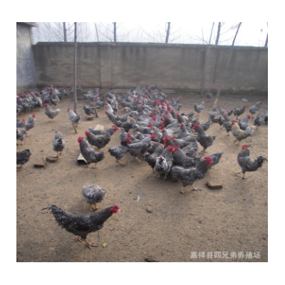 高产纯种芦花鸡产蛋多适应性强一斤芦花鸡苗脱温土鸡小苗成品母鸡图3