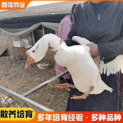 长期批发 白鹅苗大白鹅活苗活体脱温鹅半大鹅苗三花鹅大种鹅苗图2