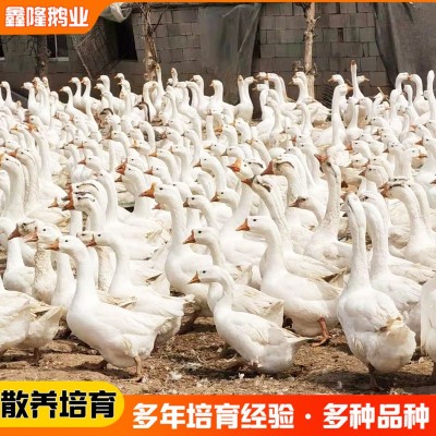长期批发 白鹅苗大白鹅活苗活体脱温鹅半大鹅苗三花鹅大种鹅苗图3