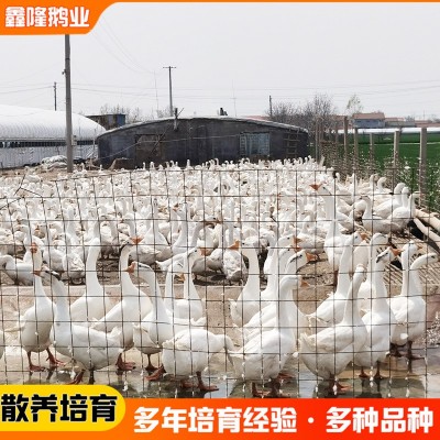 长期批发 白鹅苗大白鹅活苗活体脱温鹅半大鹅苗三花鹅大种鹅苗图4
