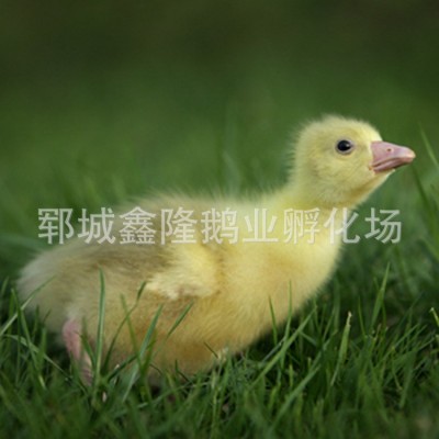 鹅苗孵化场 多品种鹅苗鹅蛋包邮 量多可配送 包邮量大从优批发图3