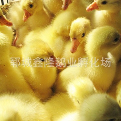 鹅苗孵化场 多品种鹅苗鹅蛋包邮 量多可配送 包邮量大从优批发图2